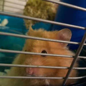 Meet your Posher, Yari